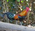 Coq bankiva