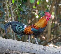 Coq bankiva