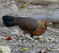 Coq bankiva