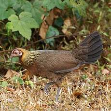 Coq bankiva