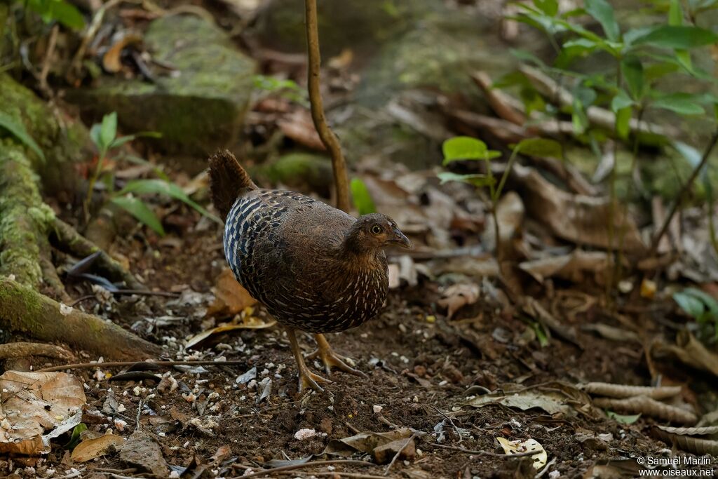 Sri Lanka Junglefowladult