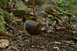 Sri Lanka Junglefowl