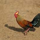 Coq de Lafayette