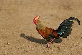 Sri Lanka Junglefowl