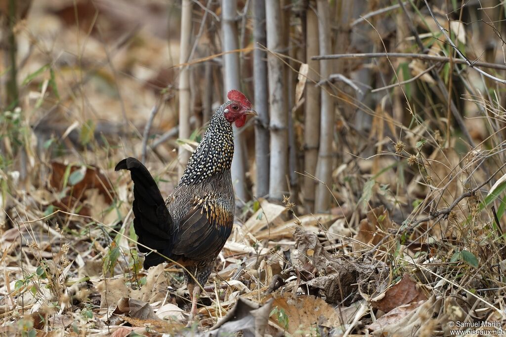 Grey Junglefowl male adult