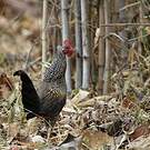 Coq de Sonnerat