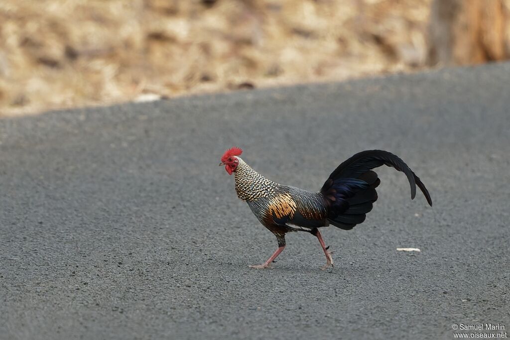 Grey Junglefowl male adult