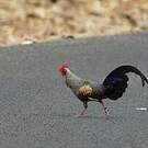 Coq de Sonnerat