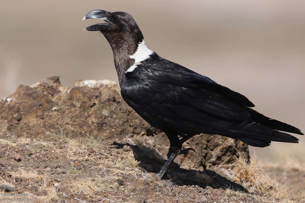 Corbeau à nuque blancheadulte, identification