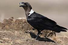 Corbeau à nuque blanche