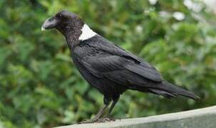 White-necked Raven