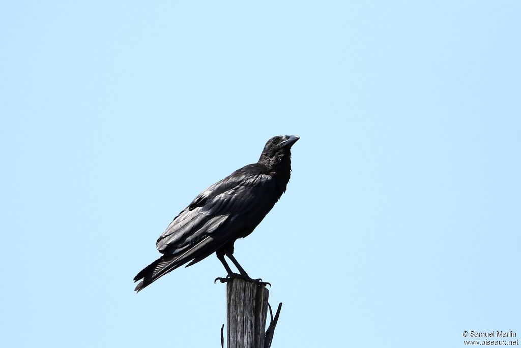 Corbeau à queue courteadulte