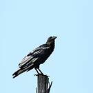 Corbeau à queue courte