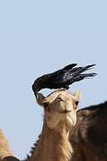 Brown-necked Raven