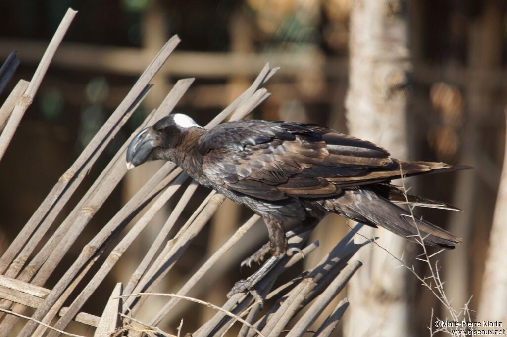 Thick-billed Ravenadult