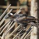 Corbeau corbivau