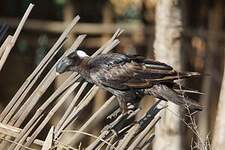 Corbeau corbivau