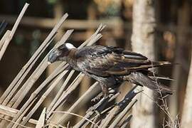 Thick-billed Raven