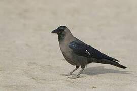 House Crow