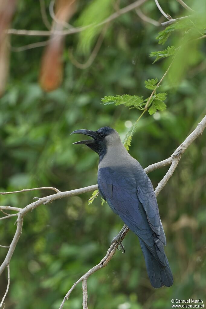 Corbeau familieradulte