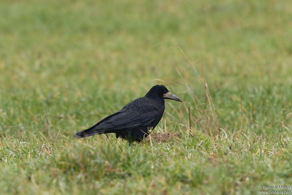 Corbeau freux