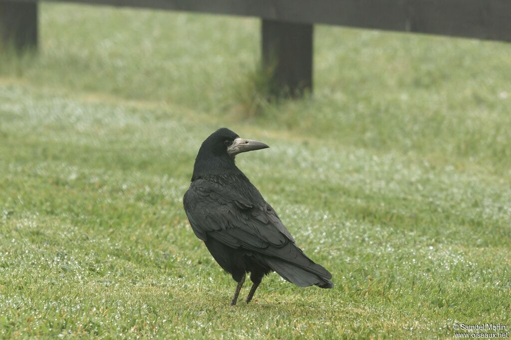 Corbeau freuxadulte