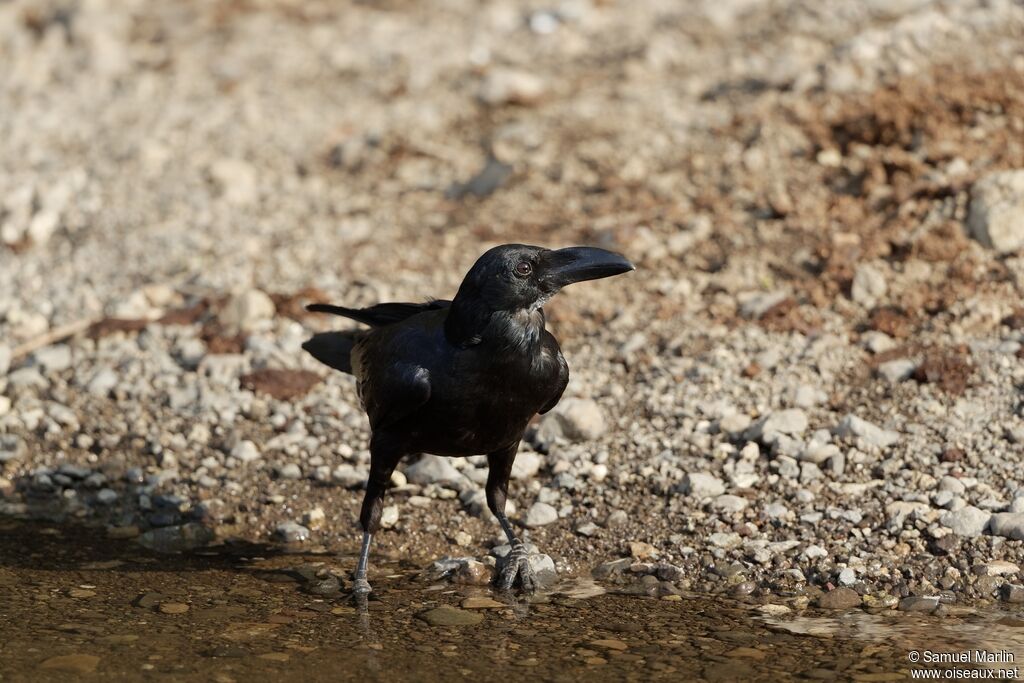 Corbeau indienadulte