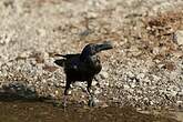 Corbeau indien