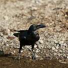 Corbeau indien