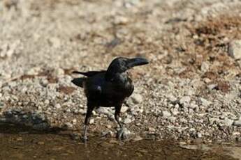 Corbeau indien