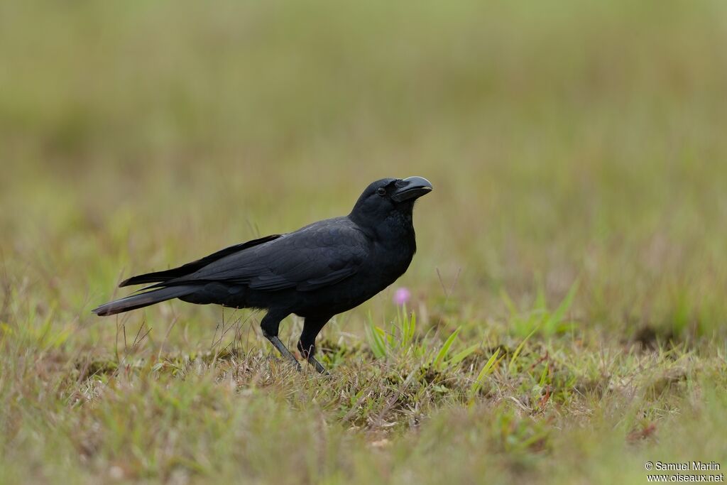 Indian Jungle Crowadult