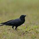 Corbeau indien