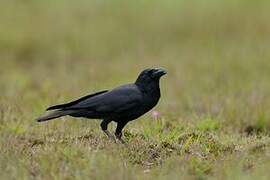 Indian Jungle Crow