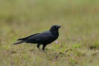 Corbeau indien