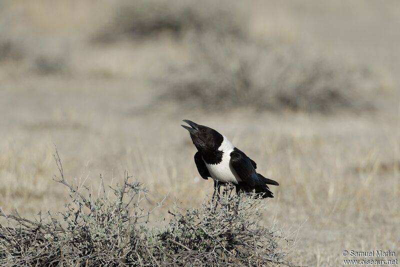 Pied Crow