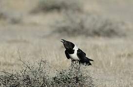 Pied Crow