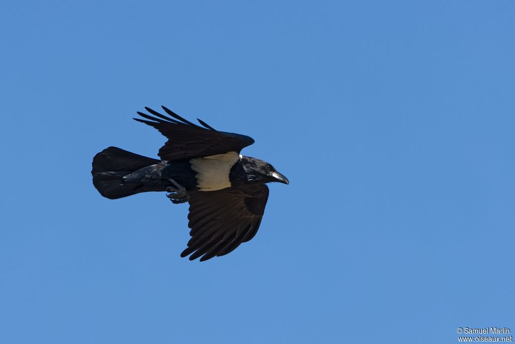 Pied Crowadult, Flight