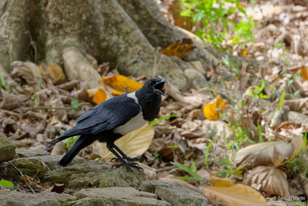 Pied Crowadult