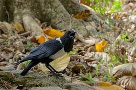 Pied Crow