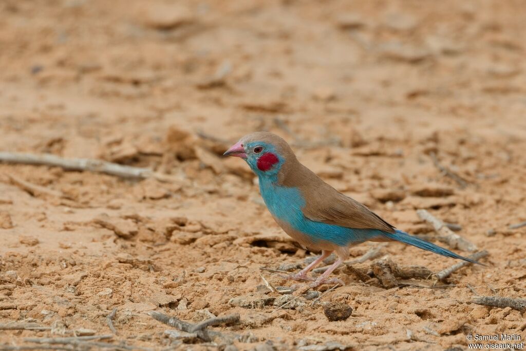 Red-cheeked Cordon-bleu male adult
