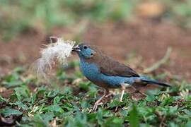 Red-cheeked Cordon-bleu