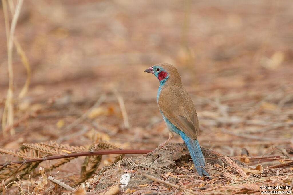 Red-cheeked Cordon-bleuadult