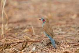 Red-cheeked Cordon-bleu