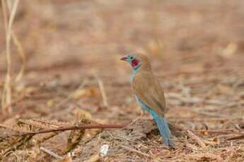 Cordonbleu à joues rouges