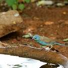 Cordonbleu cyanocéphale