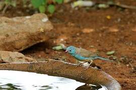 Blue-capped Cordon-bleu