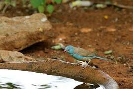 Blue-capped Cordon-bleu