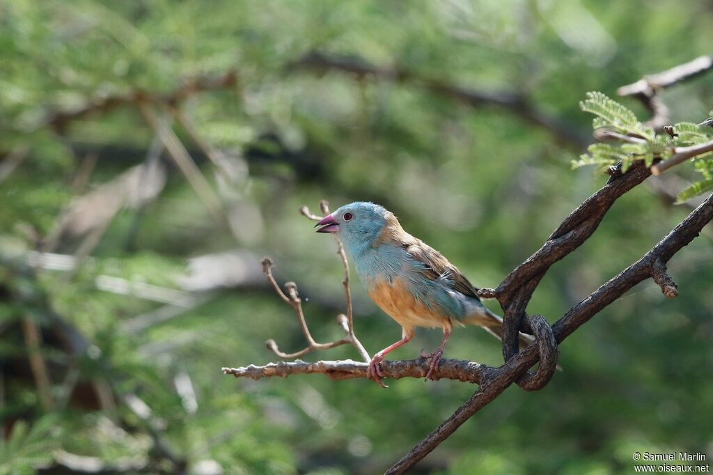 Blue-capped Cordon-bleuadult