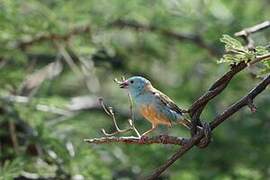 Blue-capped Cordon-bleu