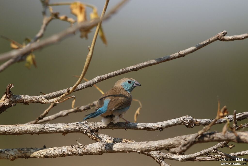 Cordonbleu de l'Angola